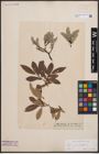 Foto von Salix cinerea L. x Salix lapponum L.